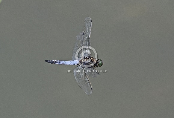 Black tailed Skimmer Black tailed Skimmer