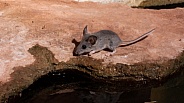 White Footed Mouse, Peromyscus leucopus