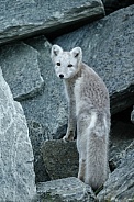 Arctic fox