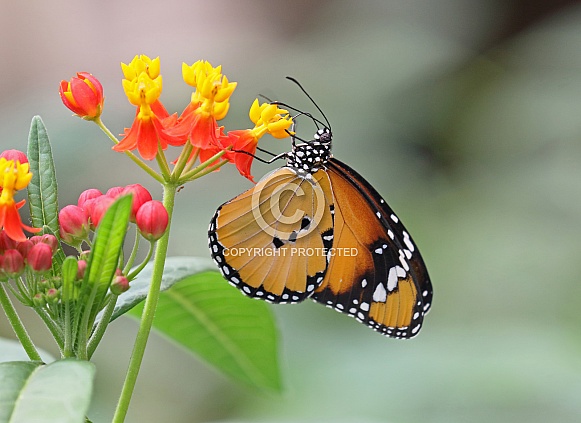 Plain Tiger Butterfly