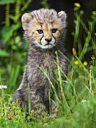 Cheetah cub in the grass