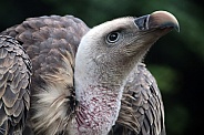 Rüppell's vulture (Gyps rueppelli)