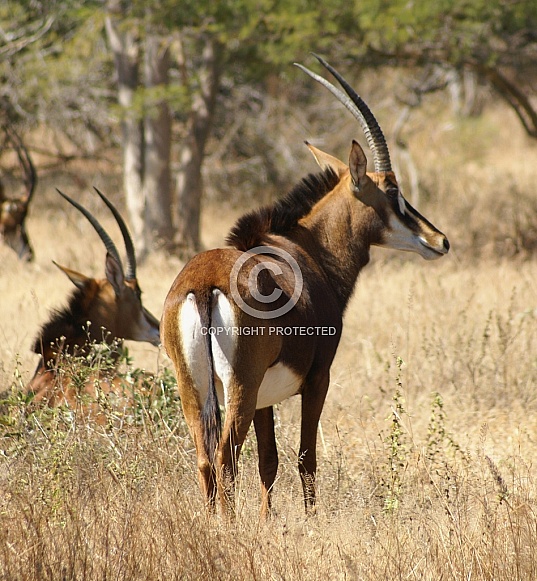 Sable