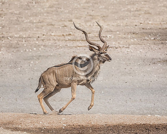 Kudu Bull Kudu Bull