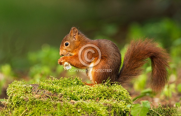 Red Squirrel