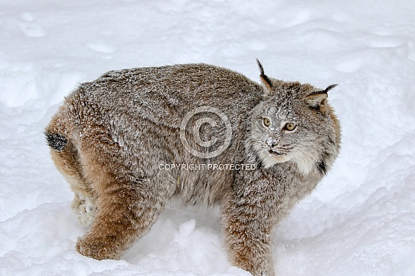 Canada Lynx Canada Lynx