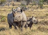 Black Rhino mother and calf