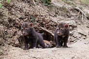 Bush Dogs