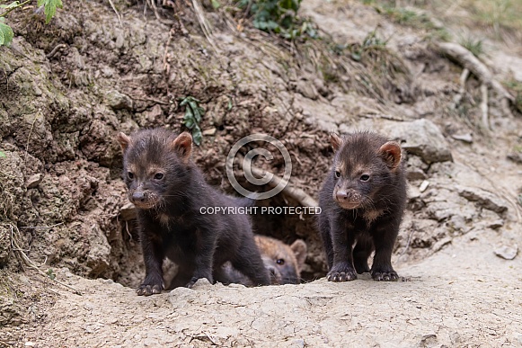 Bush Dogs Bush Dogs
