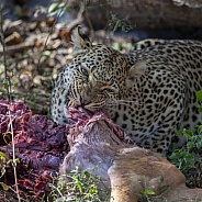 An adult female leopard (Panthera pardus)
