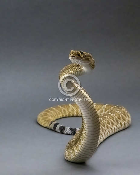 Red Diamondback Rattlesnake