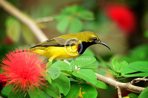 Olive-Back Sunbird