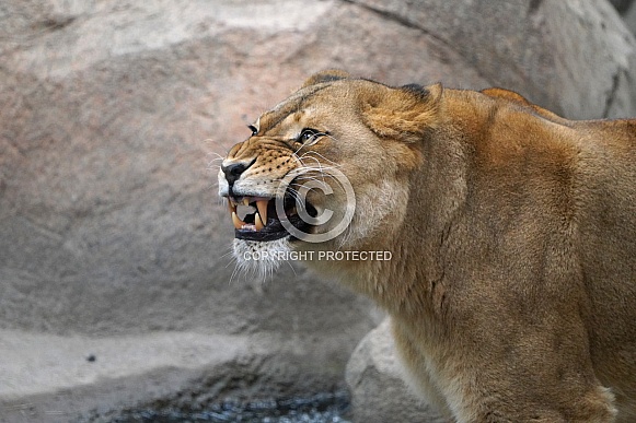 Lion