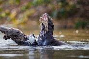 Giant river otter in the nature habitat