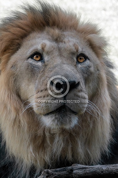 Lion Lion