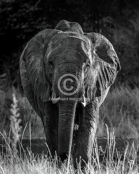 African Bush Elephant