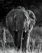 African Bush Elephant