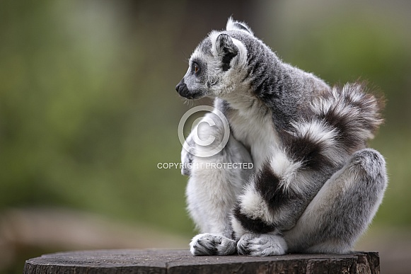 Ring-Tailed Lemur Ring-Tailed Lemur