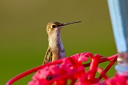 Calliope Hummingbird - Headshot