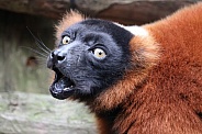 The red ruffed lemur (Varecia rubra)