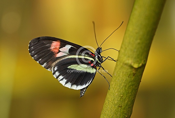 Postman Butterfly Postman Butterfly
