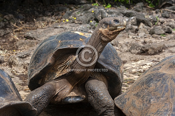 Giant Galapagos Tortoise Giant Galapagos Tortoise