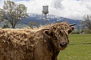 Highland cow, Bos taurus taurus