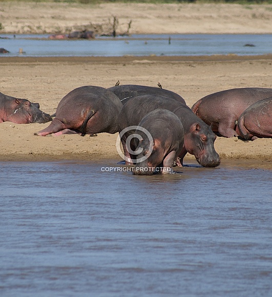 Hippos