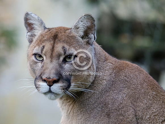 Cougar Cougar