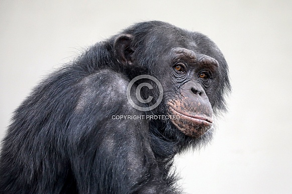 Chimpanzee (Pan troglodytes) Chimpanzee (Pan troglodytes)
