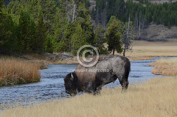 Bison on the Nez Perce Creek