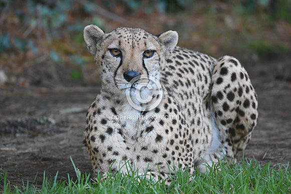Cheetah Cheetah