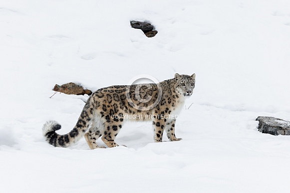 Leopard-Snow Leopard