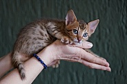 Savannah Cat