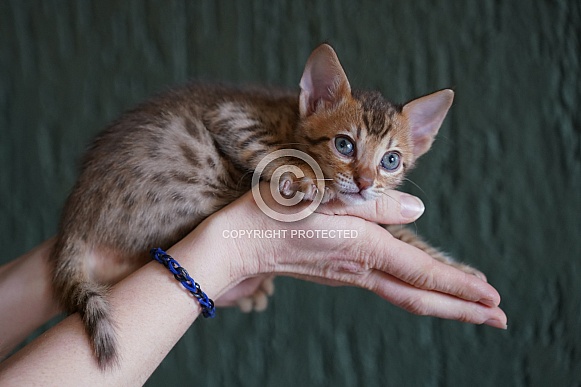Savannah Cat Savannah Cat