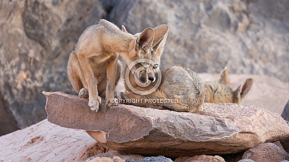 Kit Fox, Vulpes macrotis