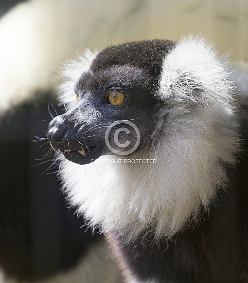 Lemur