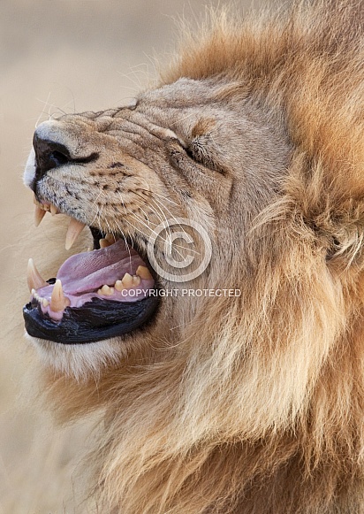 Lion (Panthera leo) Lion (Panthera leo)