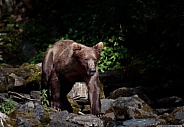 Bear walking down the rocks