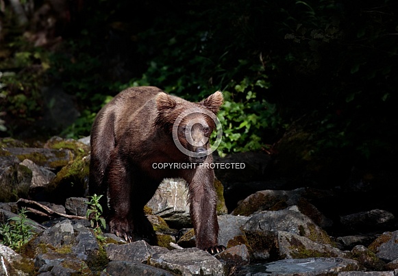 Bear walking down the rocks Bear walking down the rocks
