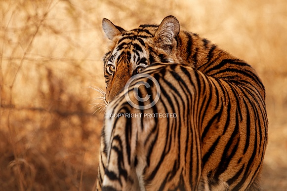 Beautiful tiger in the nature habitat. Tiger pose in amazing light. Wildlife scene with wild animal. Indian wildlife. Indian tiger. Panthera tigris tigris.