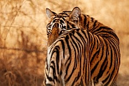 Beautiful tiger in the nature habitat. Tiger pose in amazing light. Wildlife scene with wild animal. Indian wildlife. Indian tiger. Panthera tigris tigris.