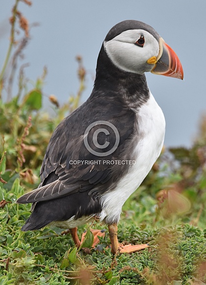 Puffin