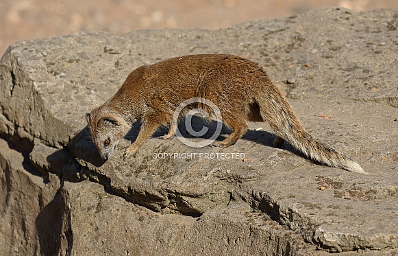 Mongoose