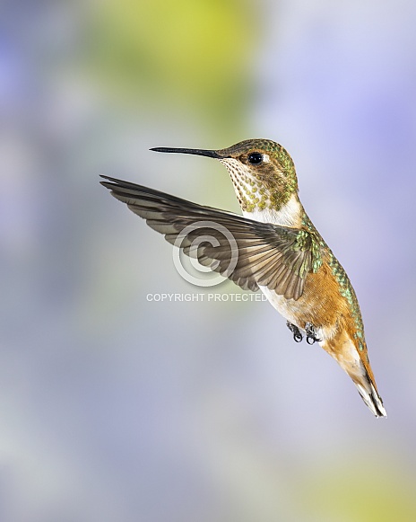 Rufous Hummingbird - Immature Male