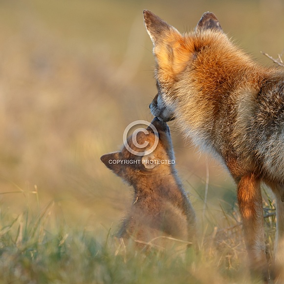 Red fox cubs in there natural habitat