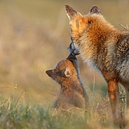 Red fox cubs in there natural habitat