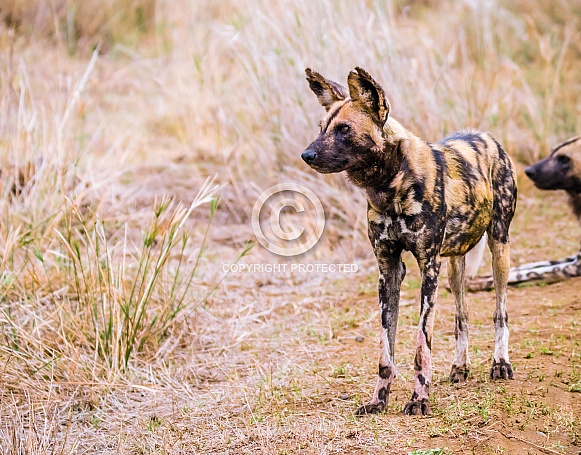African Wild Dog