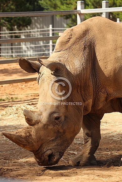 White Rhino White Rhino
