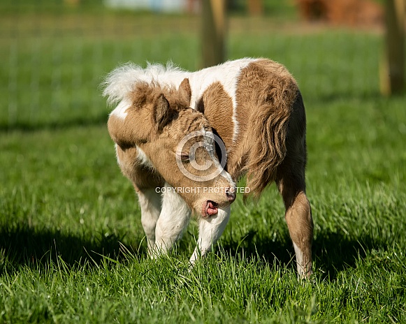 Miniature Horse Foal Miniature Horse Foal